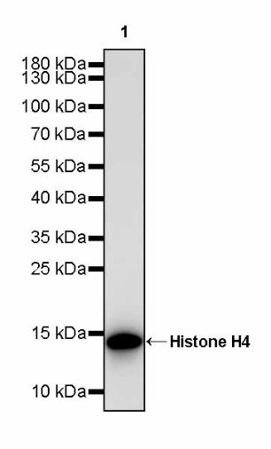 Histone H4 Recombinant Rabbit mAb (S-499-253)
