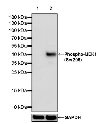 Phospho-MEK1 (Ser298) Recombinant Rabbit mAb (S-2487-19)