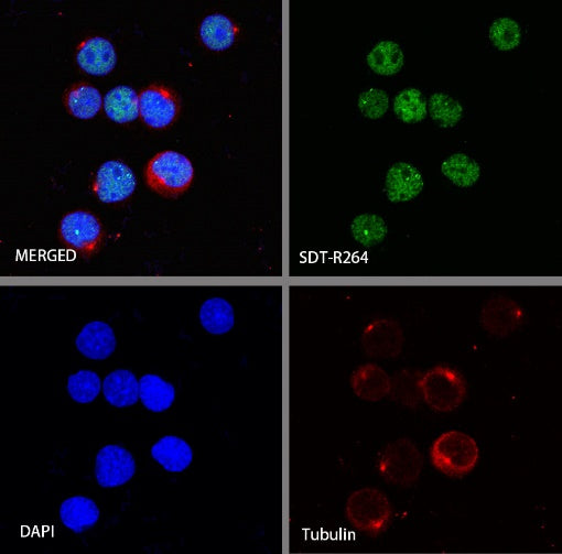 IKAROS Recombinant Rabbit mAb (S-R264)