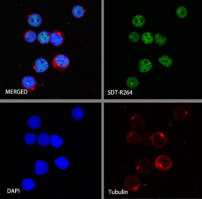 IKAROS Recombinant Rabbit mAb (S-R264)
