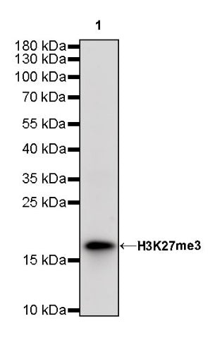 Histone H3 (tri methyl K27) Recombinant Rabbit mAb (SDT-431-118)