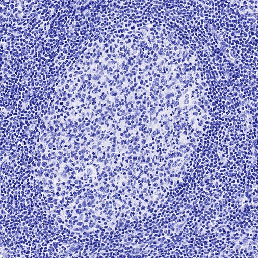 Mouse mAb IgG2a, κ Isotype Control (S-844-17)