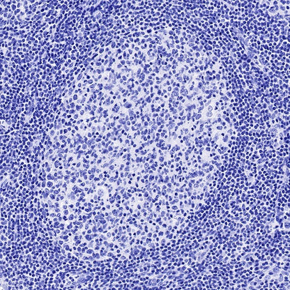 Mouse mAb IgG2a, κ Isotype Control (S-844-17)