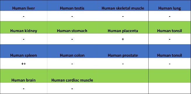 CD42a Recombinant Rabbit mAb (S-2705-46)