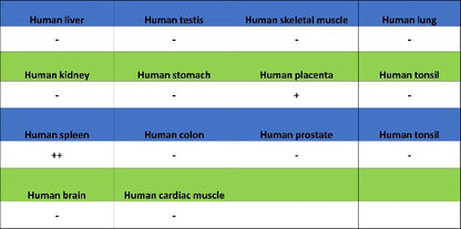 CD42a Recombinant Rabbit mAb (S-2705-46)