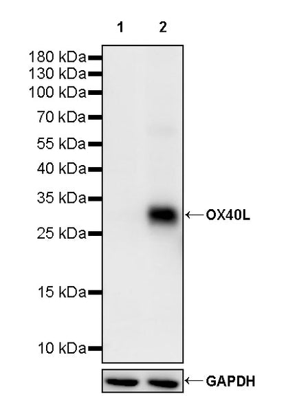 OX40L Recombinant Rabbit mAb (S-2597-17)