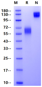 CD47 Fc Chimera Protein, Mouse