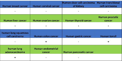 CD37 Recombinant Rabbit mAb (S-1662-61)
