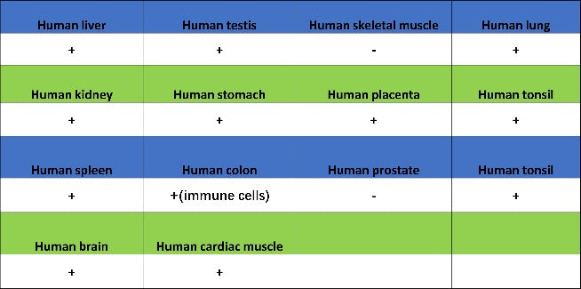 LOX Recombinant Rabbit mAb (S-1647-49)