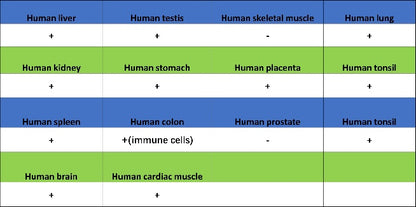 LOX Recombinant Rabbit mAb (S-1647-49)