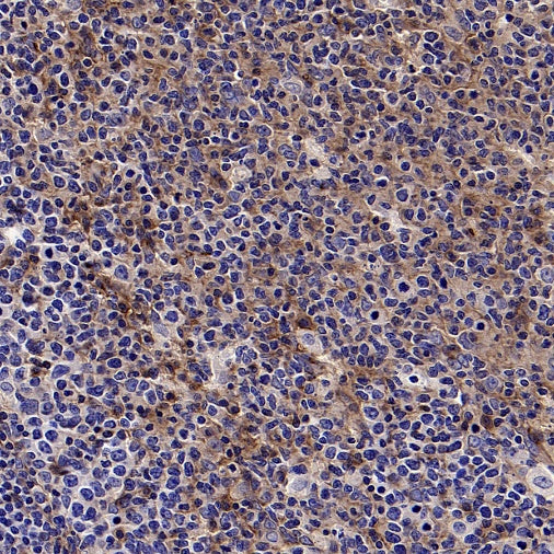 CD59 Mouse mAb (S-936-1)