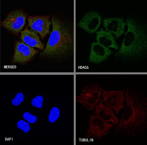 S-RMab®HDAC6 Recombinant Rabbit mAb (S-R338)