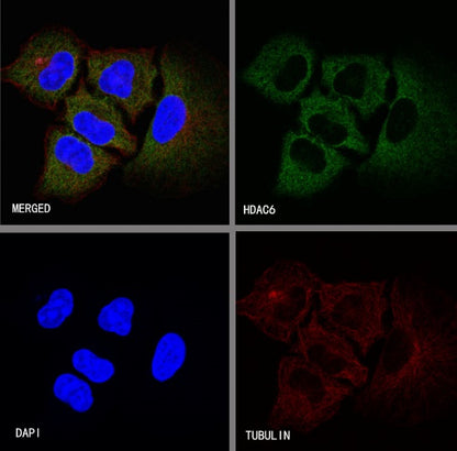 S-RMab®HDAC6 Recombinant Rabbit mAb (S-R338)