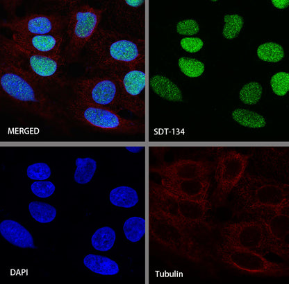 CDX2 Recombinant Rabbit mAb (SDT-134-76)