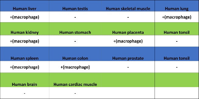 VSIG4 Recombinant Rabbit mAb (SDT-2737-61)