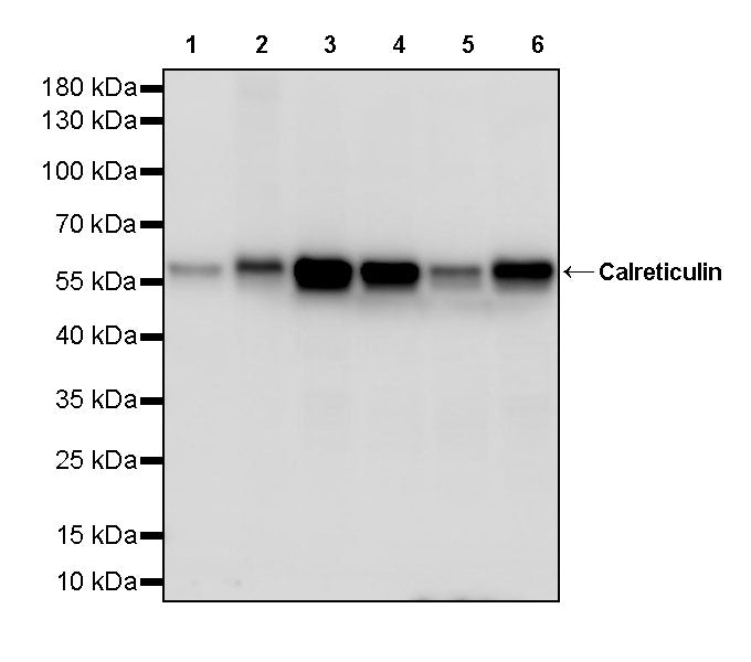 Calreticulin Recombinant Rabbit mAb (S-3920-39)