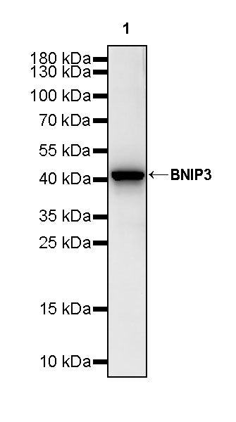 BNIP3 Recombinant Rabbit mAb (S-2979-65)