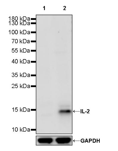 IL-2 Recombinant Rabbit mAb (S-146-223)