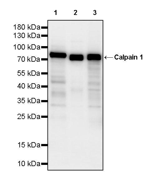 Calpain 1 Recombinant Rabbit mAb (S-3797-41)