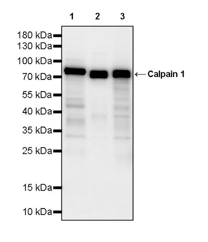 Calpain 1 Recombinant Rabbit mAb (S-3797-41)