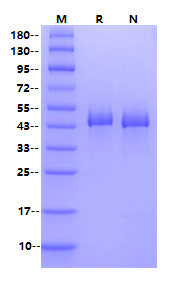 E2/Envelope2 His Tag Protein, Chikungunya virus CHIKV