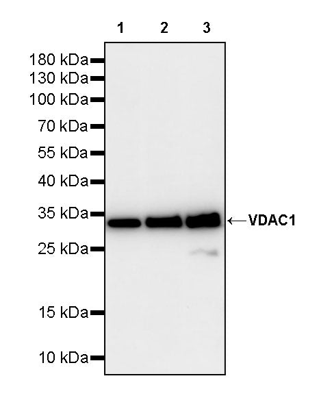 VDAC1 Recombinant Rabbit mAb (S-5314)