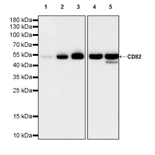 CD82 Recombinant Rabbit mAb (S-1777-170)
