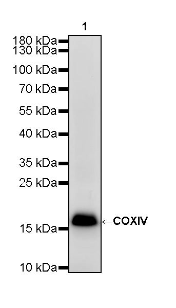 COXIV Recombinant Rabbit mAb (S-5358)