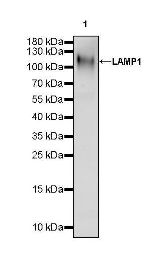 LAMP1 Recombinant Rabbit mAb (S-952-18)