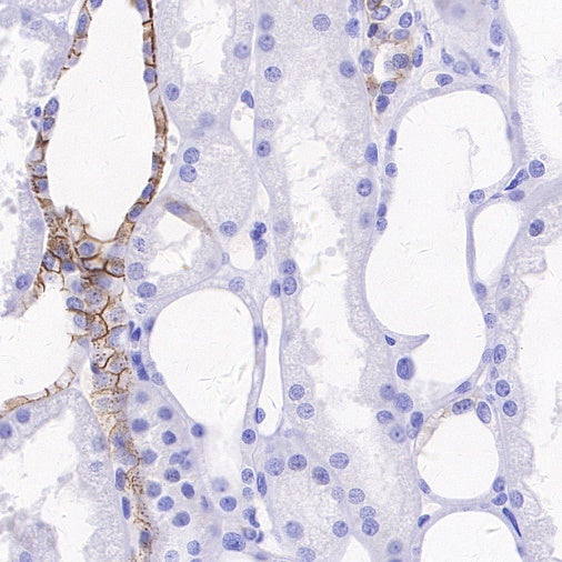 LICAM Recombinant Rabbit mAb, PBS Only (SDT-2594-39)