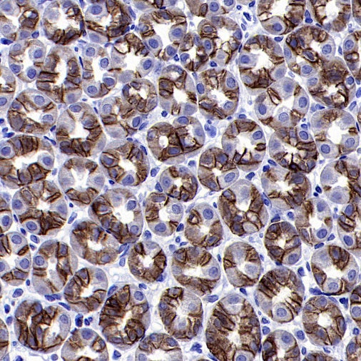 S-RMab® EpCAM Recombinant Rabbit mAb (SDT-078-128)