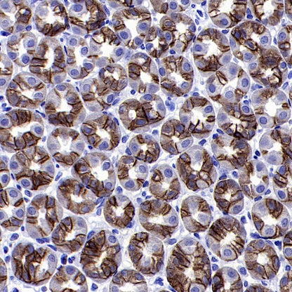 S-RMab® EpCAM Recombinant Rabbit mAb (SDT-078-128)