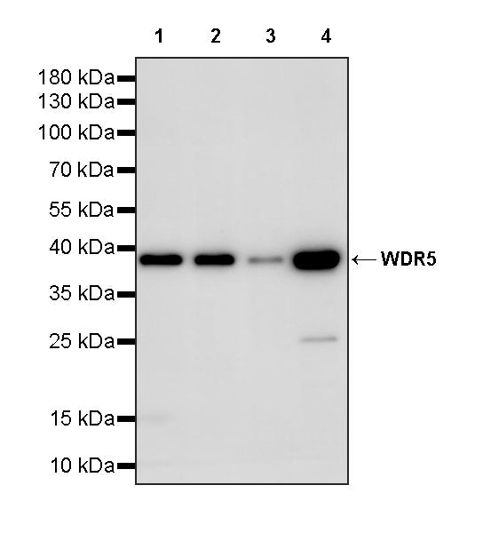 WDR5 Recombinant Rabbit mAb (S-4143-43)