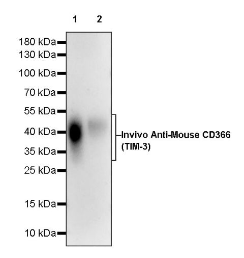 Invivo Anti-Mouse CD366 (TIM-3) Recombinant mAb