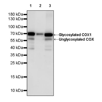 COX1/Cyclooxygenase 1 Recombinant Rabbit mAb (S-1478-48)