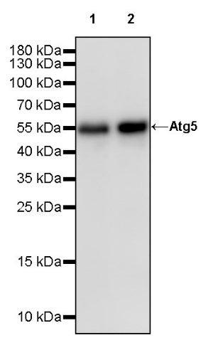 Atg5 Recombinant Rabbit mAb (S-3181)