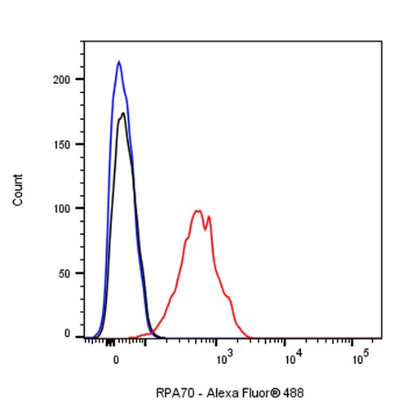 RPA70 Recombinant Rabbit mAb (S-1653-9)