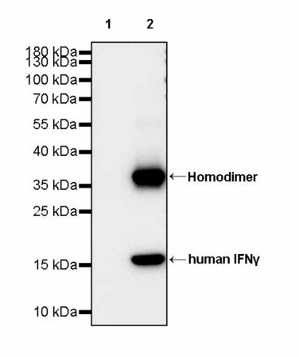 Invivo anti-human IFNγ Recombinant mAb