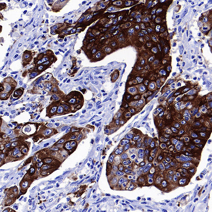 COX2 / Cyclooxygenase Recombinant Rabbit mAb (S-5952)