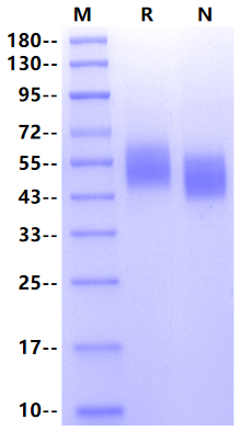 IL-13 R alpha 1 His Tag Protein, Mouse