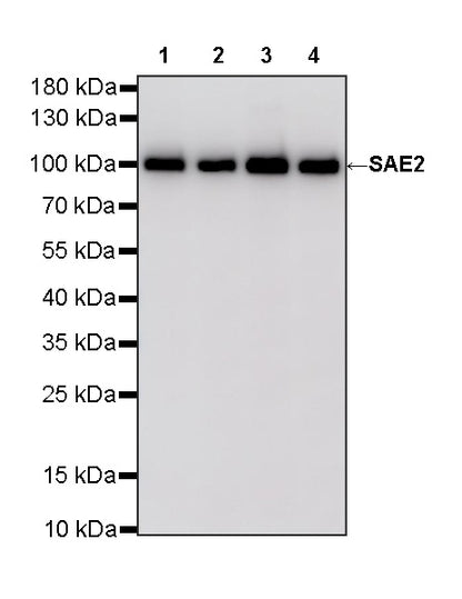 SAE2 Recombinant Rabbit mAb (S-4888-5)