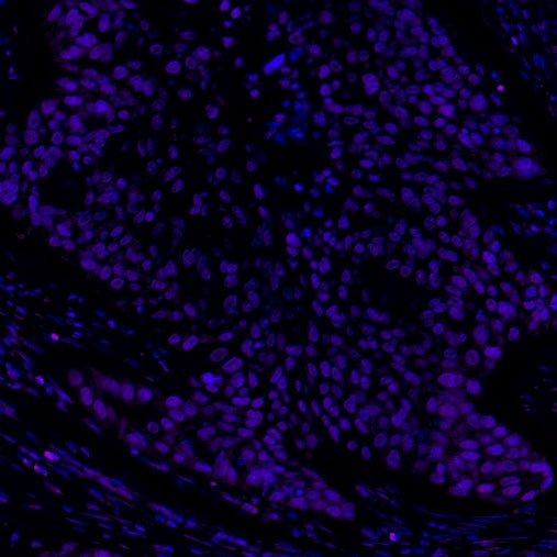 p27 Recombinant Rabbit mAb (Alexa Fluor® 700 Conjugate) (SDT-361-324)