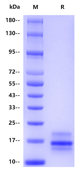 VEGF 121 His Tag Protein, Human