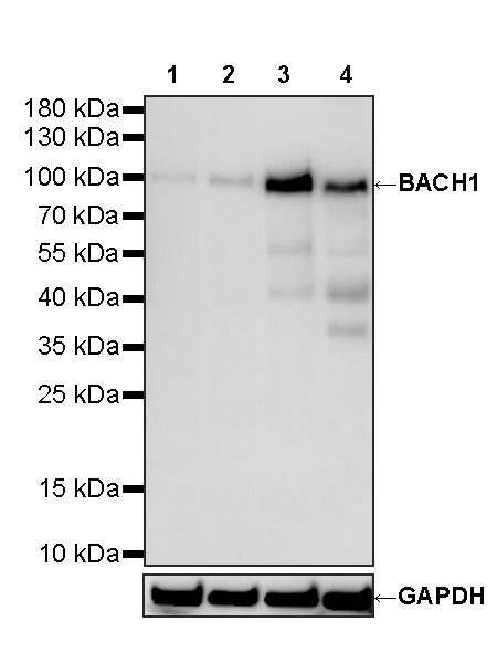 BACH1 Recombinant Rabbit mAb (S-4294-25)