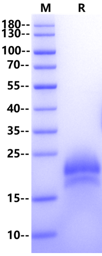 VEGF-C Protein, Human