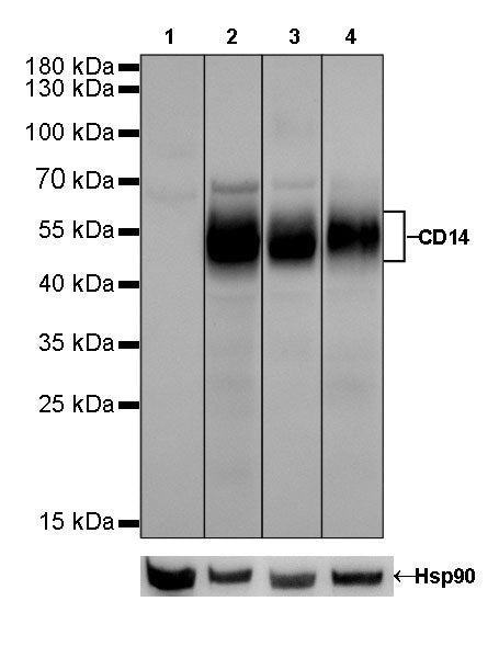 S-RMab® CD14 Recombinant Rabbit mAb,PBS Only (SDT-060-50)