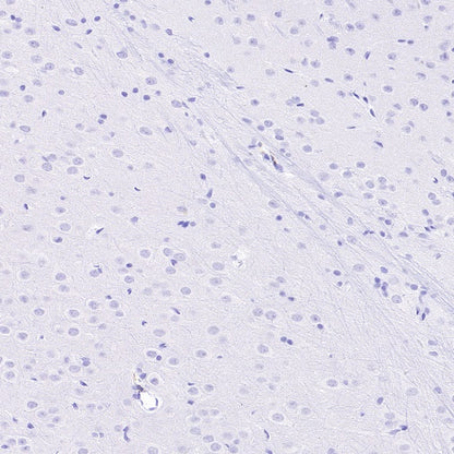 Sialoadhesin/CD169 Recombinant Rabbit mAb (SDT-3228-8)