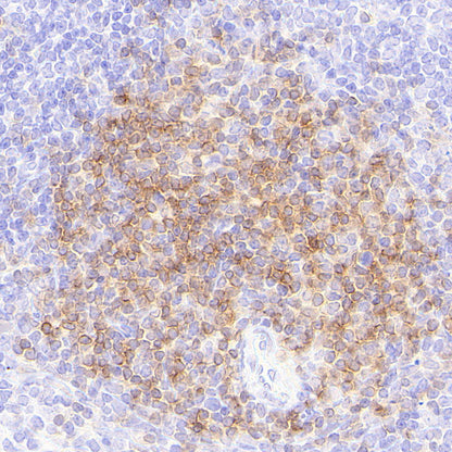 CD4 Recombinant Rabbit mAb (S-6203)