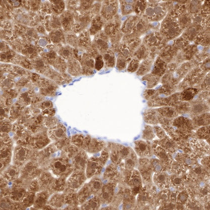 BHMT Recombinant Rabbit mAb (S-R286)
