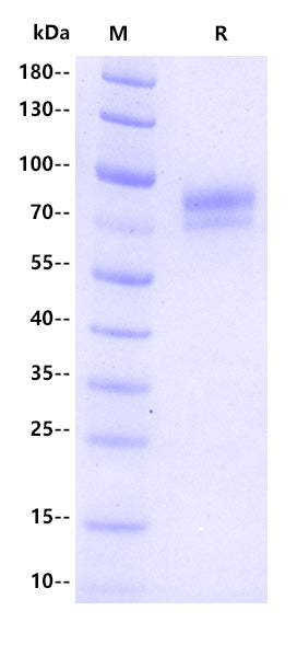 Human STAB1 Protein, hFc Tag